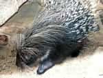 動物図鑑、タテガミヤマアラシ
